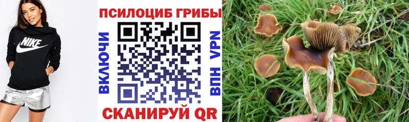 Псилоцибиновые грибы Psilocybe  Казань 