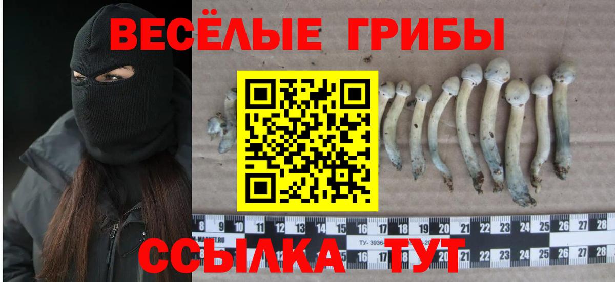 Казань  Галлюциногенные грибы Psilocybe  Вход с VPN 